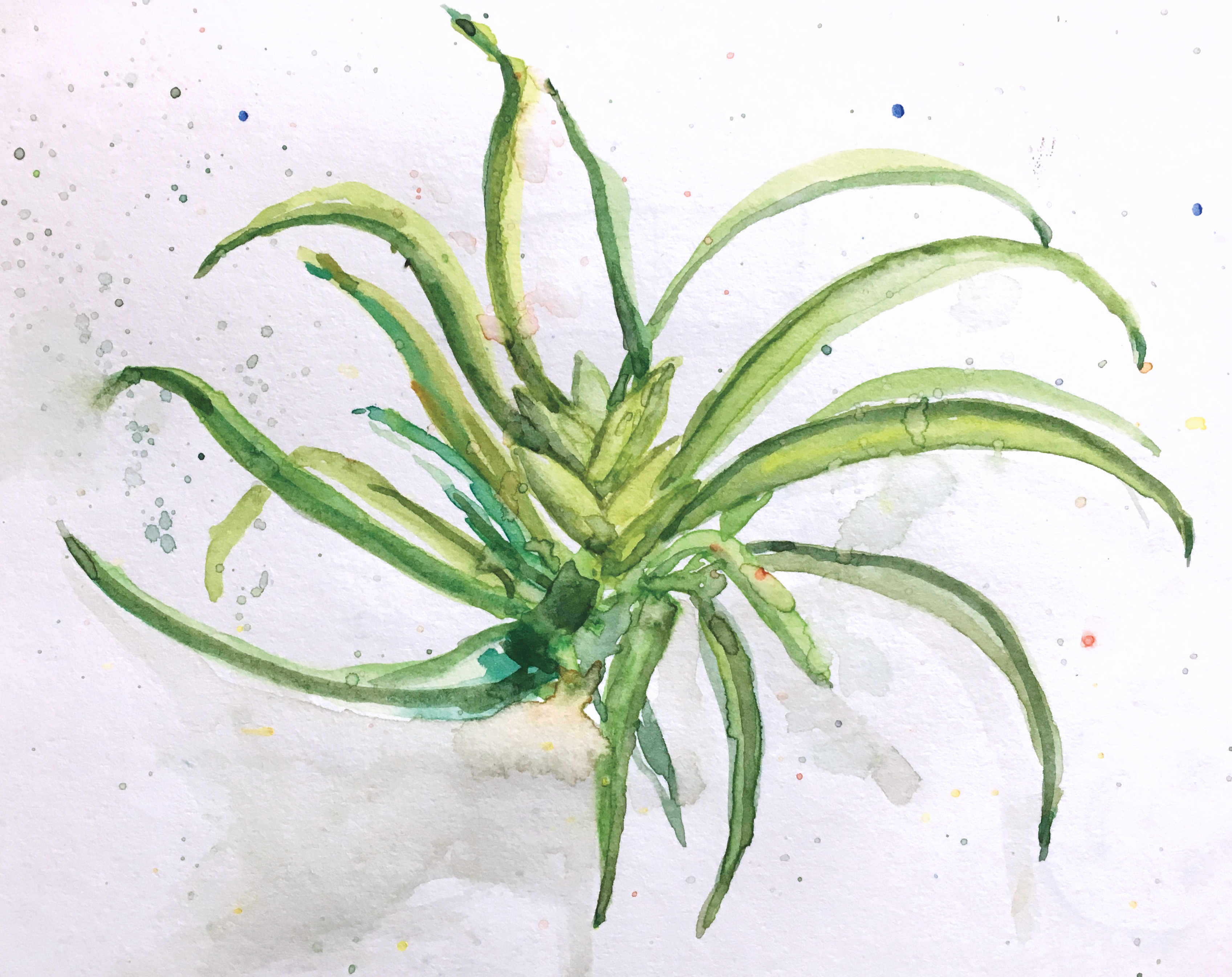 Air Plant Watercolor